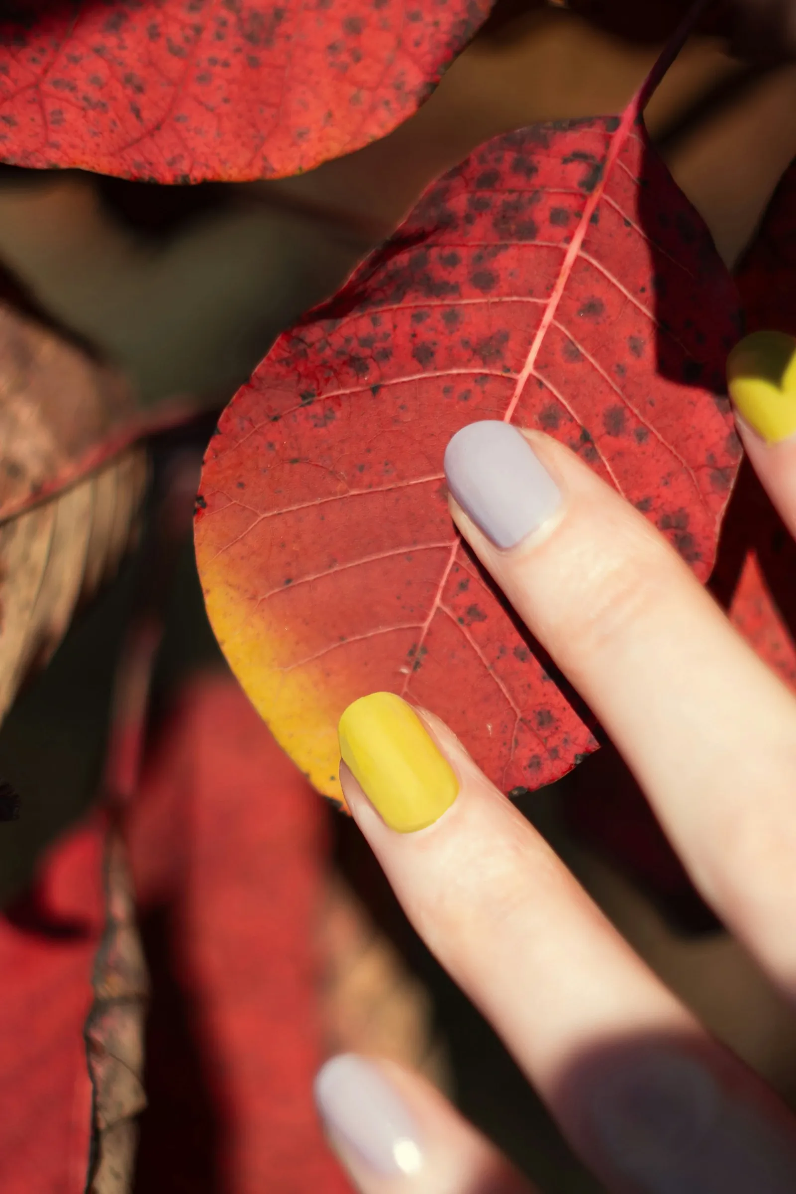 Yellow and grey manicure held against autumn leaves